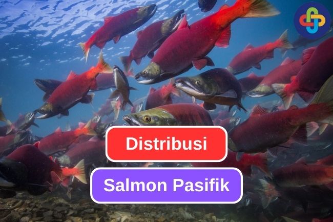 Jangkauan Distribusi Salmon Pasifik yang Luar Biasa